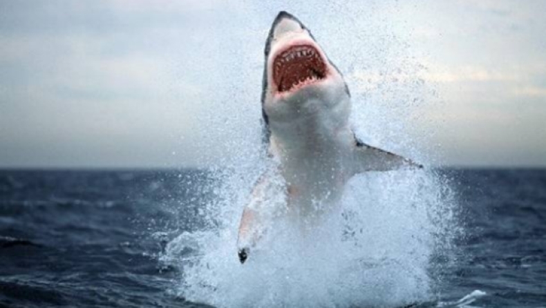 Καρχαρίας διαμέλισε 15χρονη