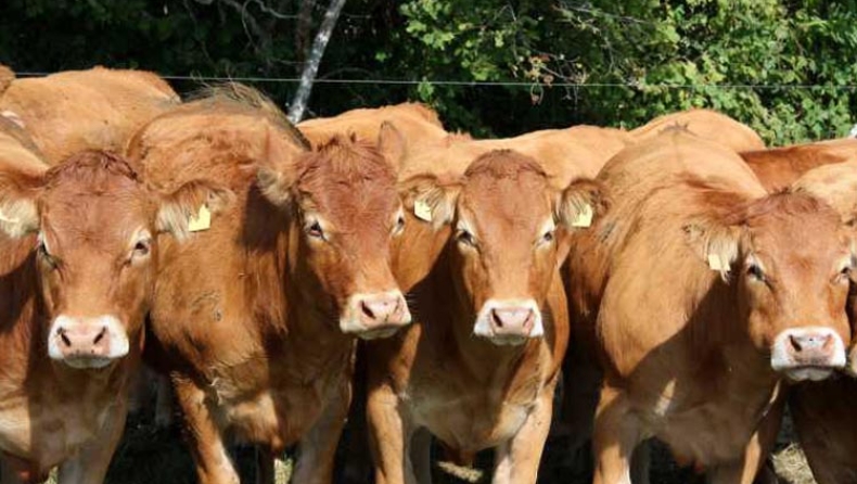 Τα βόδια γνωρίζουν το δρόμο για το σφαγείο