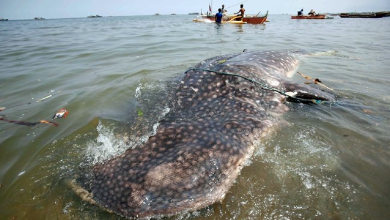 Νεαρός φαλαινοκαρχαρίας στις Φιλιππίνες (pics)