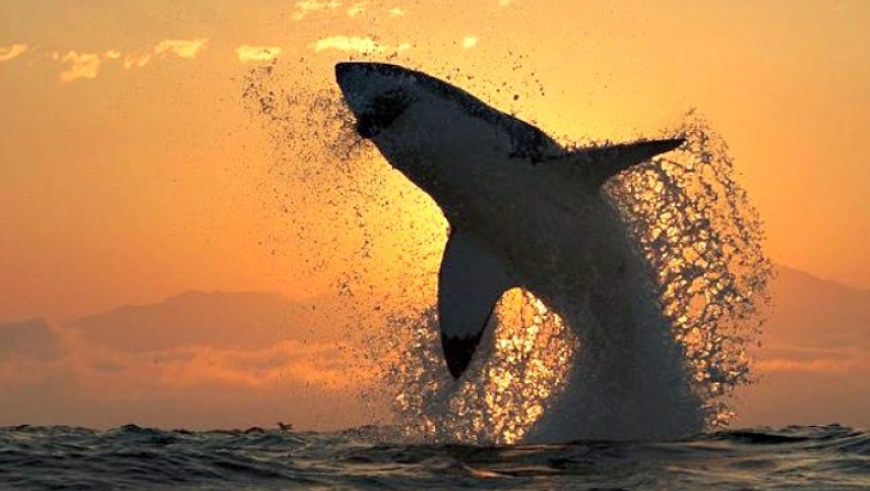 Ο μεγάλος λευκός καρχαρίας σε όλη τη μεγαλοπρέπειά του (Pics)