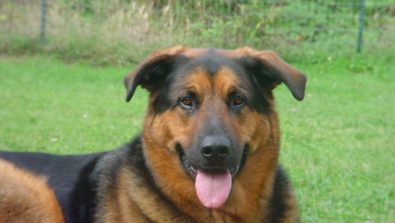 Έφαγε τον σκύλο του για να ζήσει