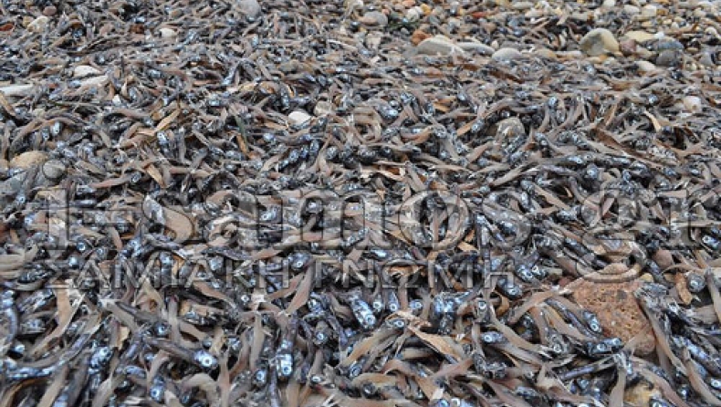 Oικολογική καταστροφή στο Καρλόβασι