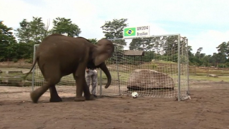 Έστειλε τελικό την Γερμανία ο ελέφαντας! (vid)