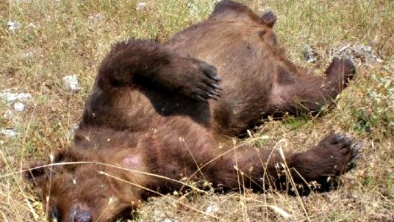Πυροβολούν αρκούδες στις Πρέσπες