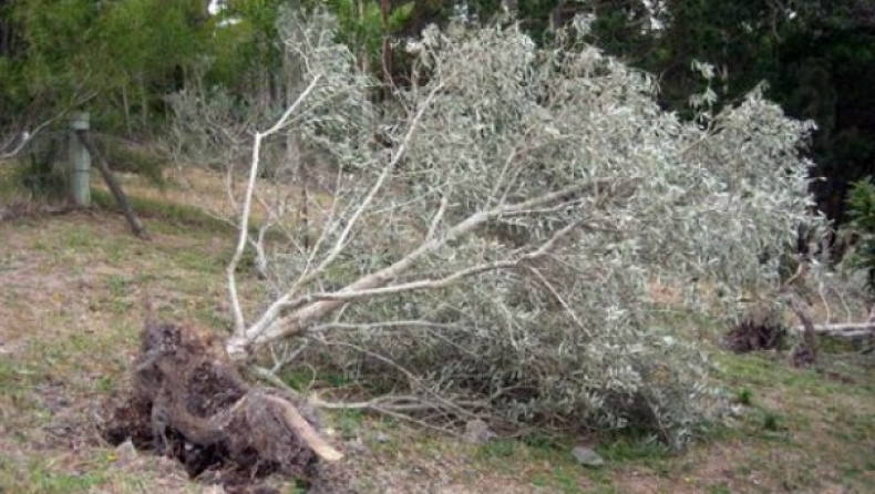 Ήταν κάποτε η Ελιά
