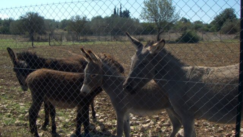 Επιστροφή στα μουλάρια και στα γαϊδούρια;
