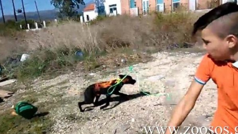 Συνελήφθησαν οι Ρομά που έκαψαν σκυλί