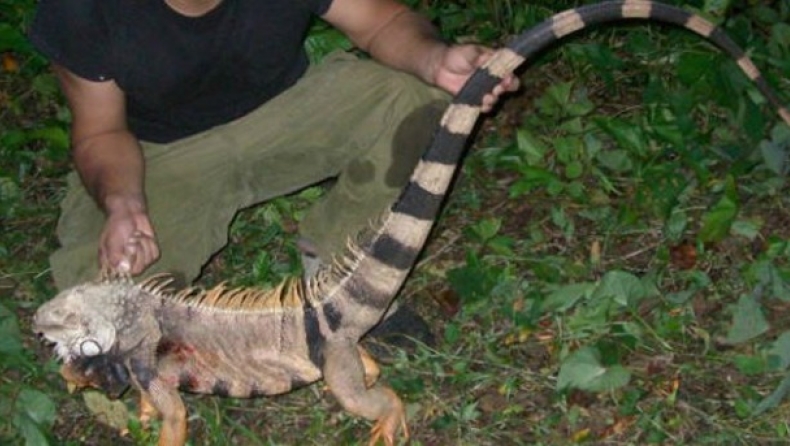 Ιγκουάνα 1,7 μ. εισέβαλε σε διαμέρισμα