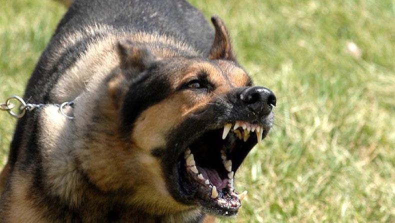 Πυροβόλησαν τον σκύλο του και πέθανε