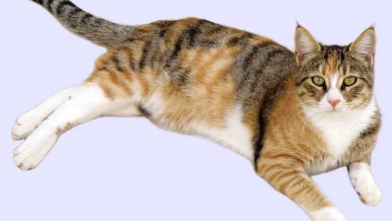 Γάτα νιαουρίζει σαν… πάπια! (vid)