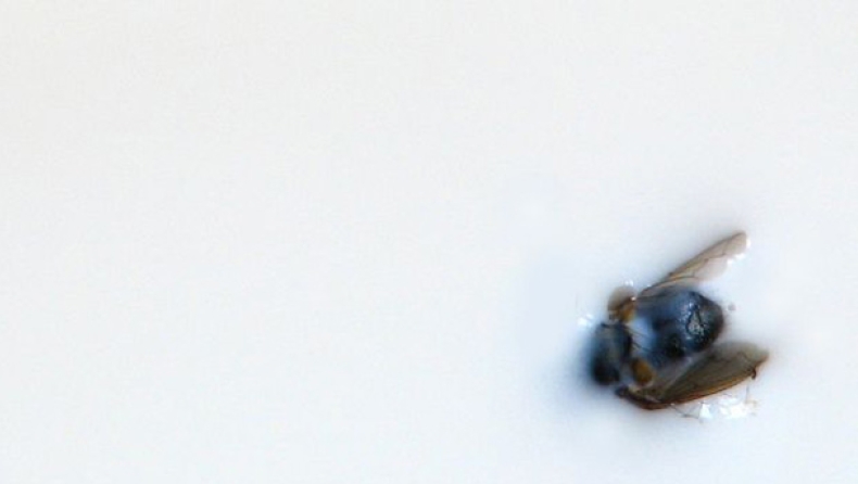 Η μύγα και το γάλα