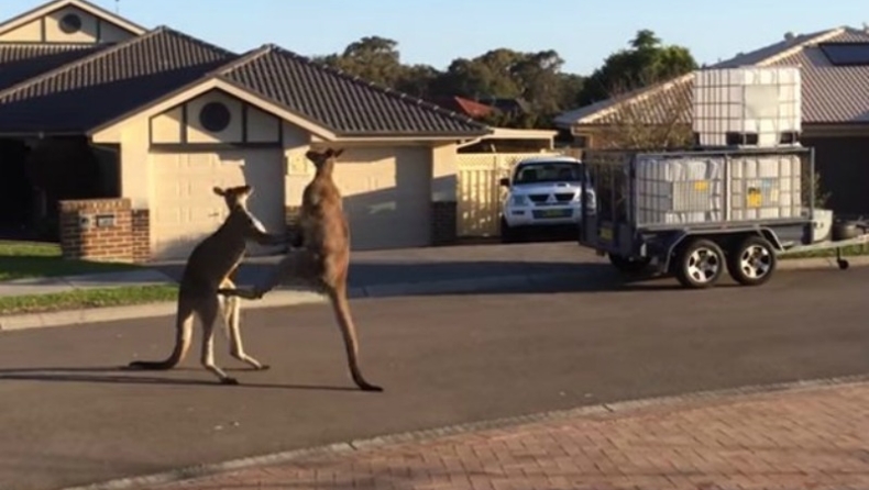 Άγριος καυγάς μεταξύ δύο καγκουρό (vid)