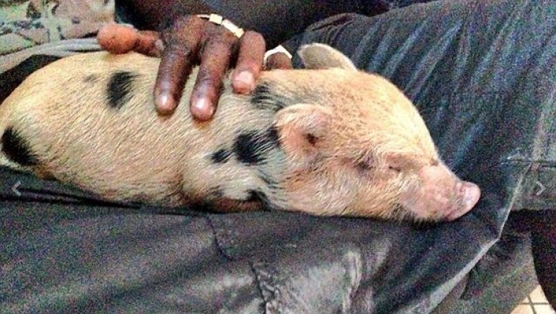 Μπαλοτέλι ο... κτηνοτρόφος!