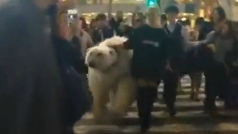 Έβγαλε βόλτα... πολική αρκούδα (vid)