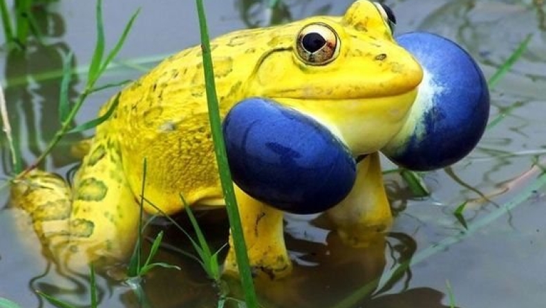 Ζώα λες και βγήκαν από photoshop (pics)