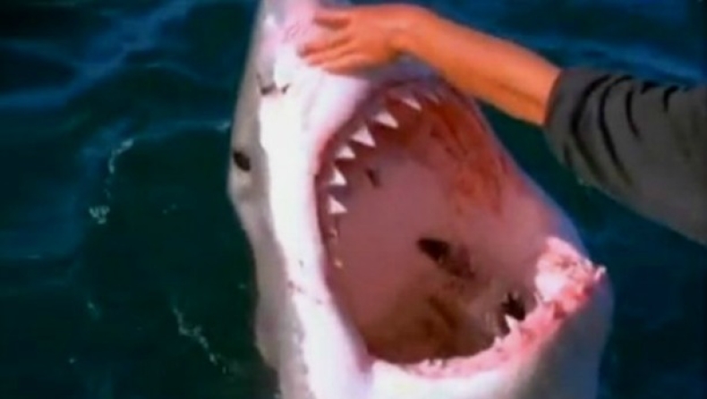 Λευκός καρχαρίας επιζητά το χάδι του ψαρά! (vid)