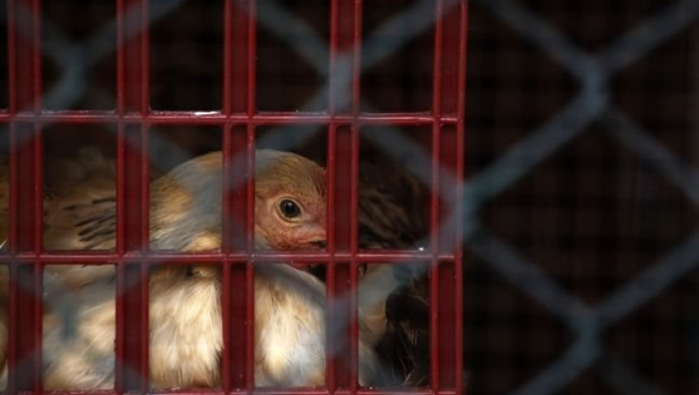 Νέο κρούσμα γρίπης των πτηνών στην Ολλανδία