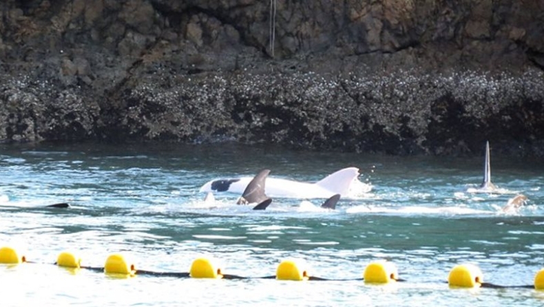 Σπάνιο λευκό δελφίνι αιχμαλωτίστηκε στην Ιαπωνία
