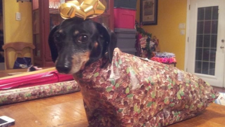 Χιούμορ στο πνεύμα των ημερών (pics)