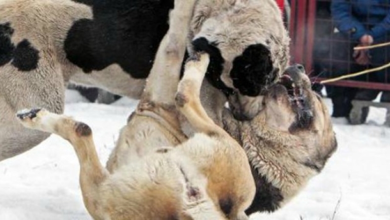 Φρίκη σε «αγώνες» σκύλων - Αιματηρές μάχες μέχρι θανάτου στην αρένα (pics)
