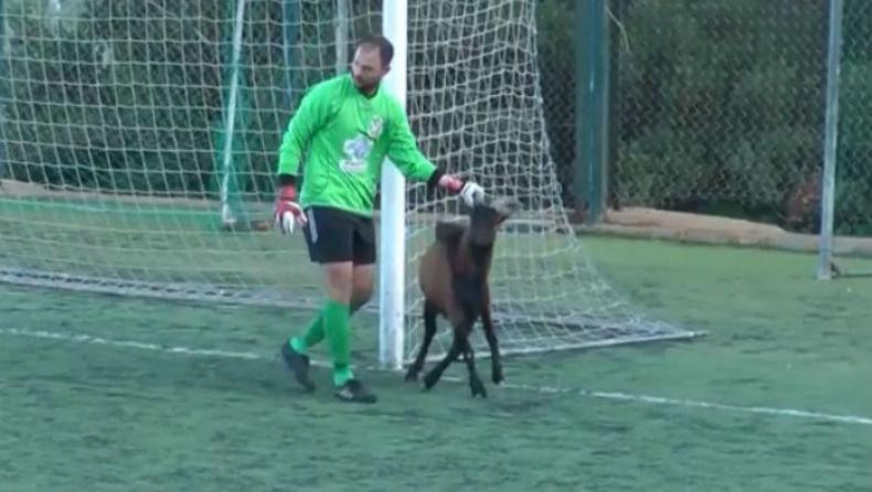 Ο τράγος μπήκε γκολ (vid)