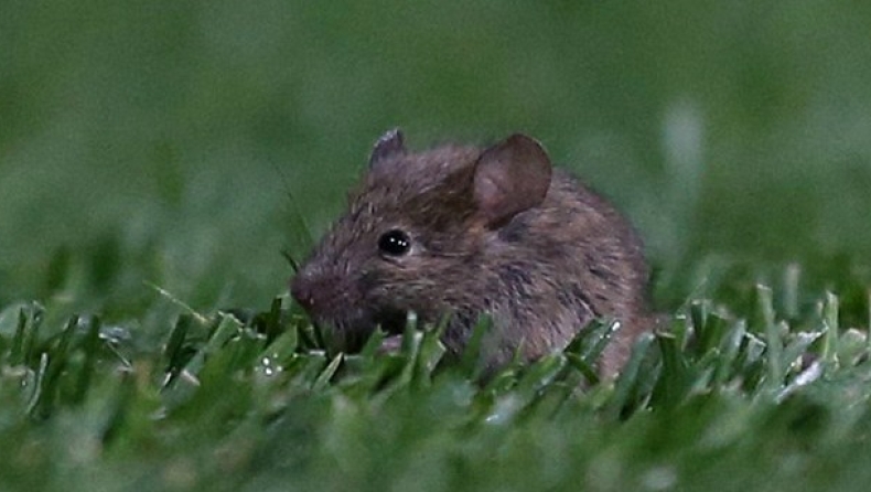 Τρωκτικά στο «Ολντ Τράφορντ»