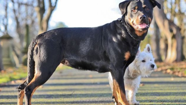 Αυτός ο μικρός Terrier άφησε έγκυο την Rottweiler! (pics)