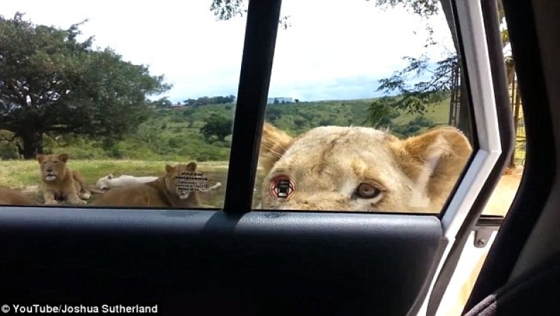 Λιοντάρι ανοίγει την πόρτα αυτοκινήτου (video)