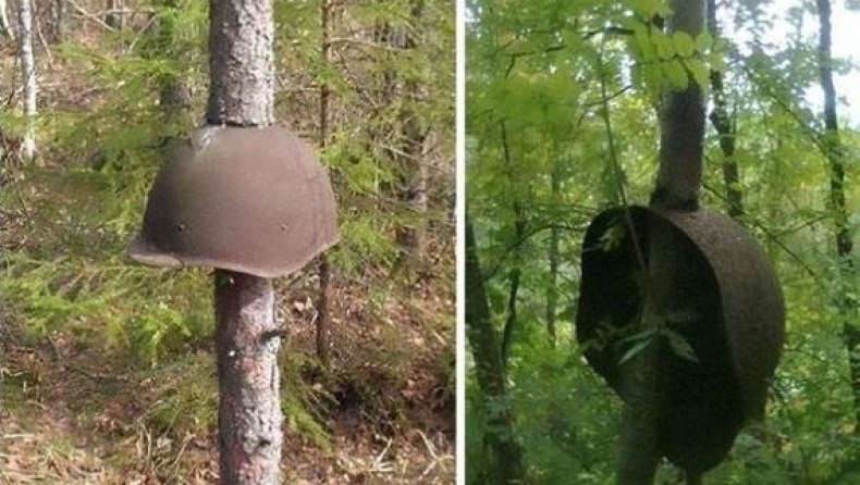 Ένα δάσος μουσείο πολέμου (pics)