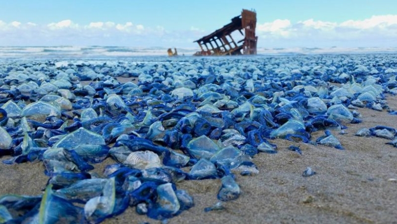 ΗΠΑ: Εκατομμύρια μπλε μέδουσες ξεβράζονται στις παραλίες (pics)