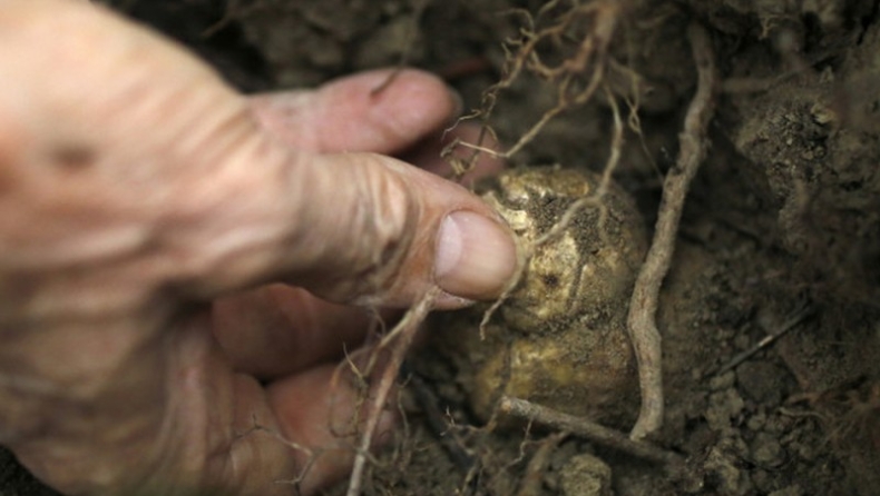 Ο «πληροφορικάριος» που έγινε ανιχνευτής τρούφας