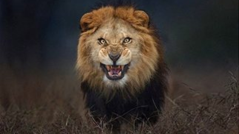 Λιοντάρι κατασπάραξε Αμερικανίδα τουρίστρια