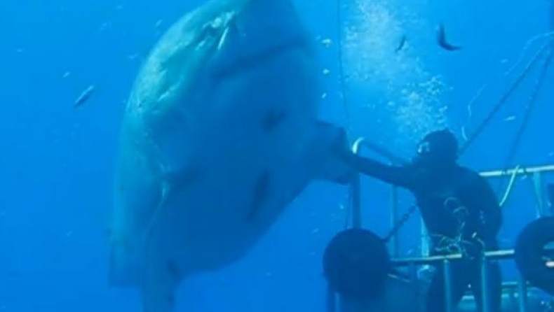 Ένας θρύλος στον κόσμο των καρχαριών (vid)