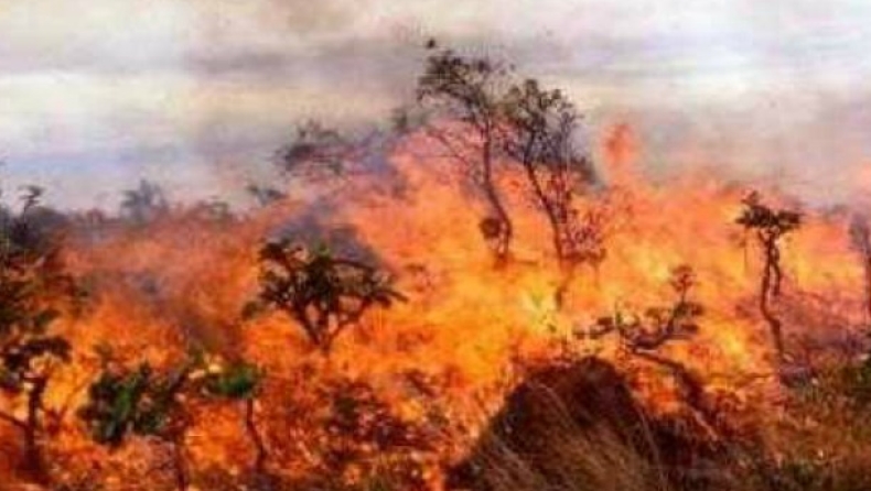 Fire breaks out in woodland within Athens' Fyli area
