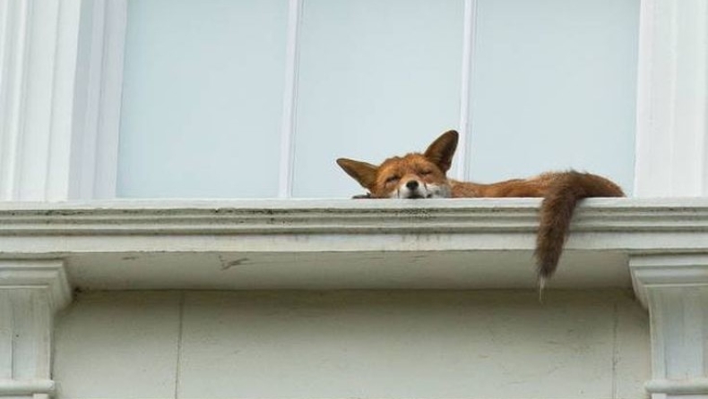 Βρέθηκε αλεπού σε πολυτελή κατοικία (pics)
