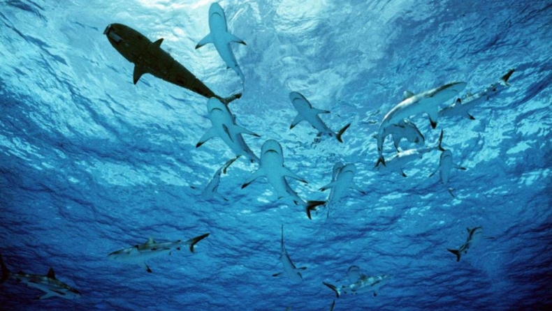 Καρχαρίες και άνθρωποι: 70 επιθέσεις το χρόνο