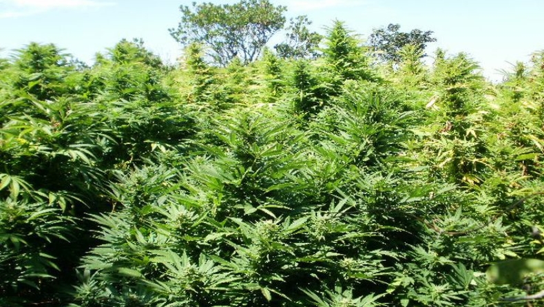 Χασισοφυτεία μαμούθ εντοπίστηκε στο Μυλοπόταμο