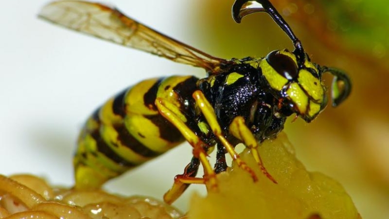 Πέθανε 47χρονος από τσίμπημα σφήκας