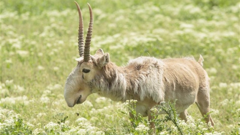 Καζακστάν: Λύθηκε το μυστήριο με τις 60.000 νεκρές αντιλόπες;