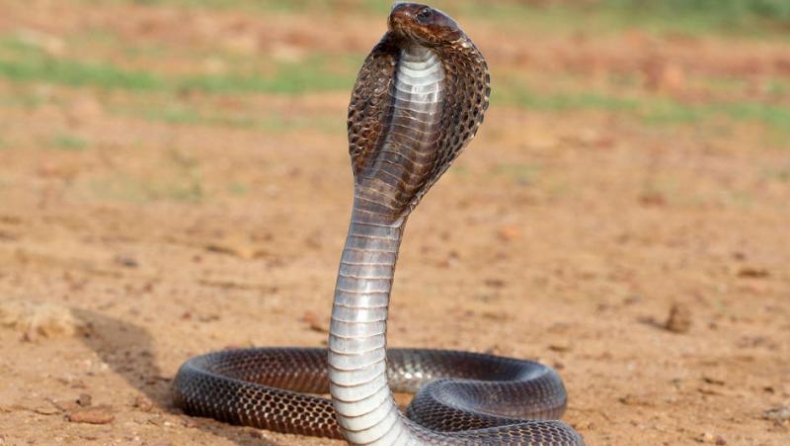 Το Ελ Νίνιο προκαλεί περισσότερες επιθέσεις φιδιών