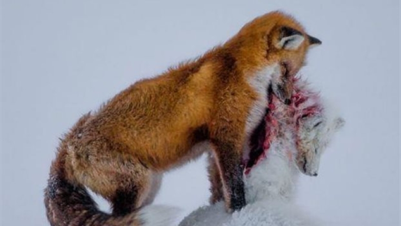 Φωτογράφος Άγριας Ζωής 2015 (pics)