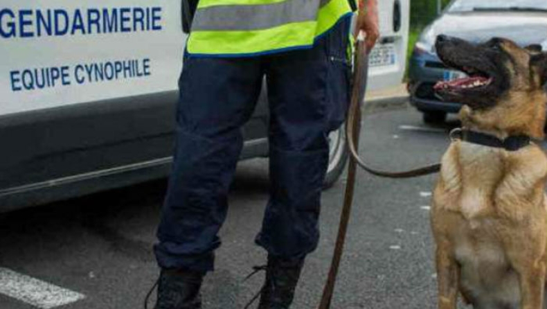 Νεκρός ο σκύλος της αστυνομίας που μπήκε πρώτος στο διαμέρισμα