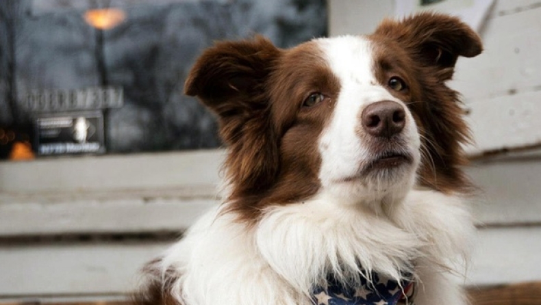 Οι πιο παράξενοι υποψήφιοι δήμαρχοι στον κόσμο (pics)