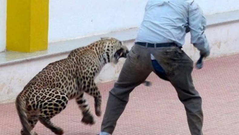Εισβολή λεοπάρδαλης σε σχολείο στην Ινδία με έξι τραυματίες (vids)