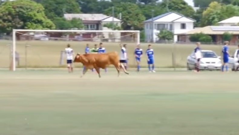 Αγελάδα εισέβαλε σε γήπεδο και επιτέθηκε σε παιδιά (vid)