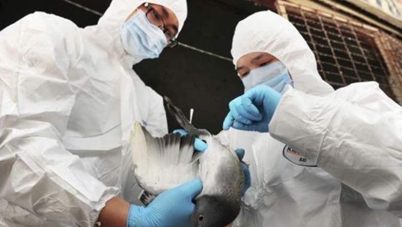 Νότια Κορέα: Nέο κρούσμα της γρίπης των πτηνών σε πάπιες
