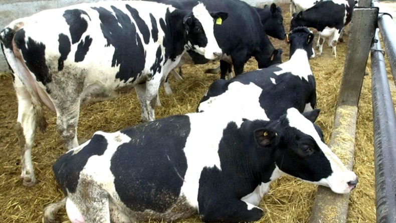 Κρούσμα της νόσου των τρελών αγελάδων εμφανίστηκε στην Γαλλία