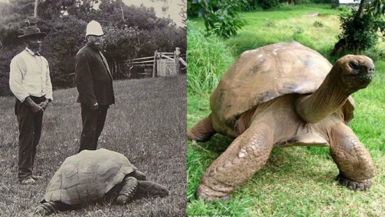 Δείτε το γηραιότερο ζώο του πλανήτη - Είναι 184 ετών