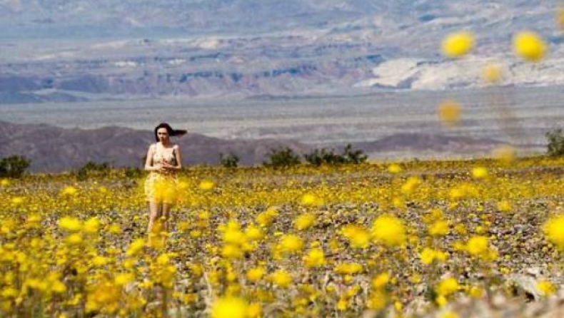 Η Κοιλάδα του Θανάτου άνθισε -Το σπάνιο φαινόμενο που συμβαίνει κάθε 10 χρόνια (pics)