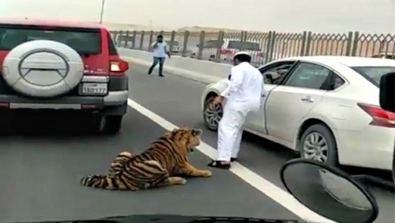 Μια... τίγρη βολτάρει στον αυτοκινητόδρομο (video)